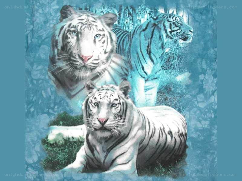 white tigers in forest