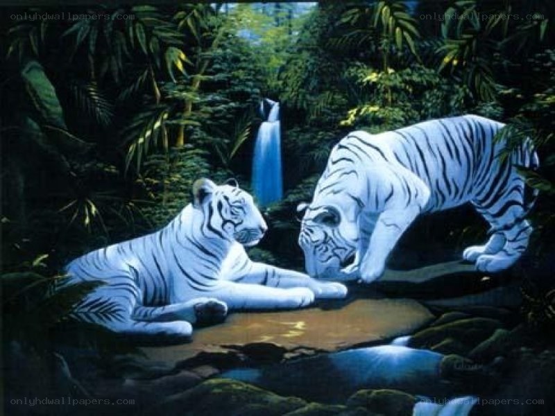 White tigers in jungle