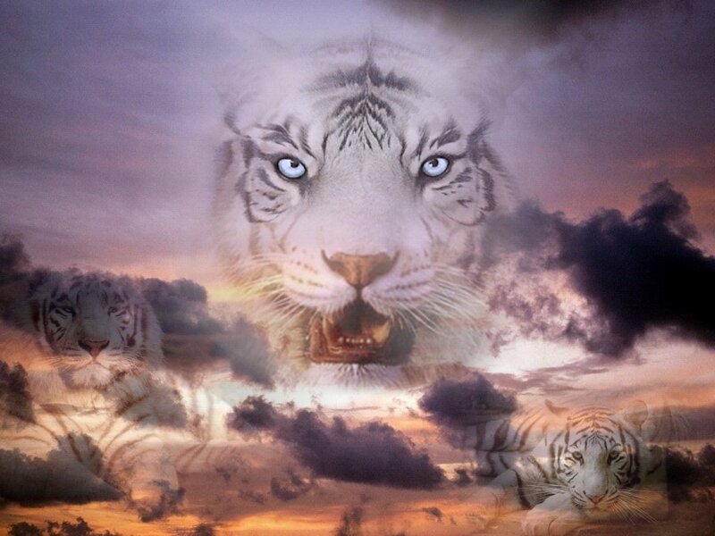White Tigers in Sky — Purple