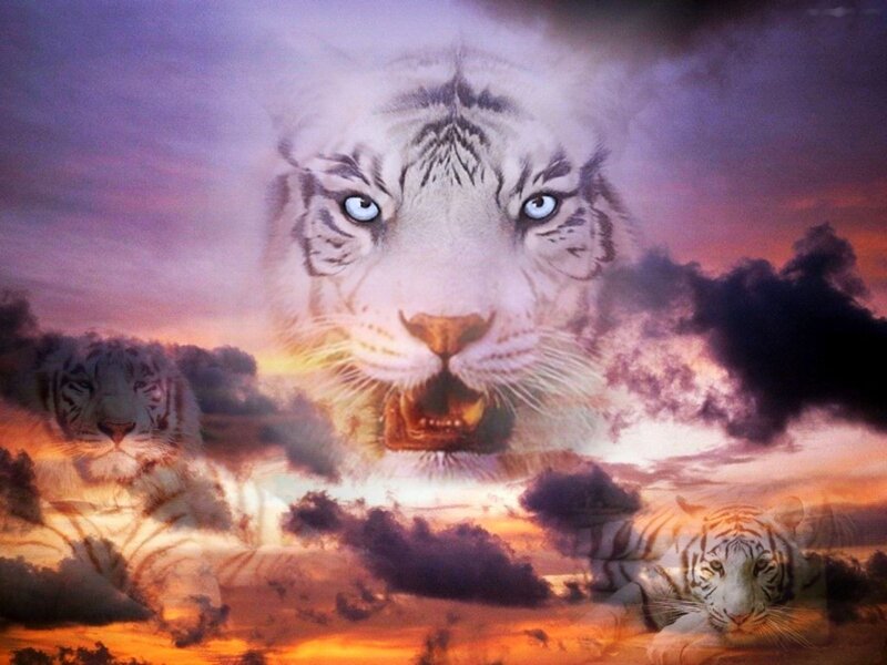 White Tigers in Sky