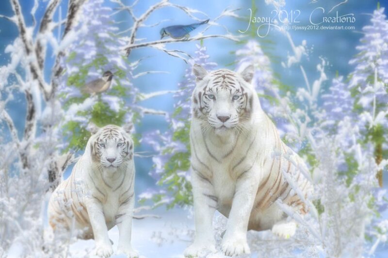 White Tigers in Snow — Serene