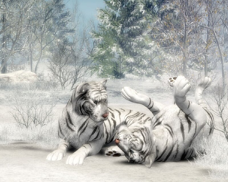White Tigers in Snow