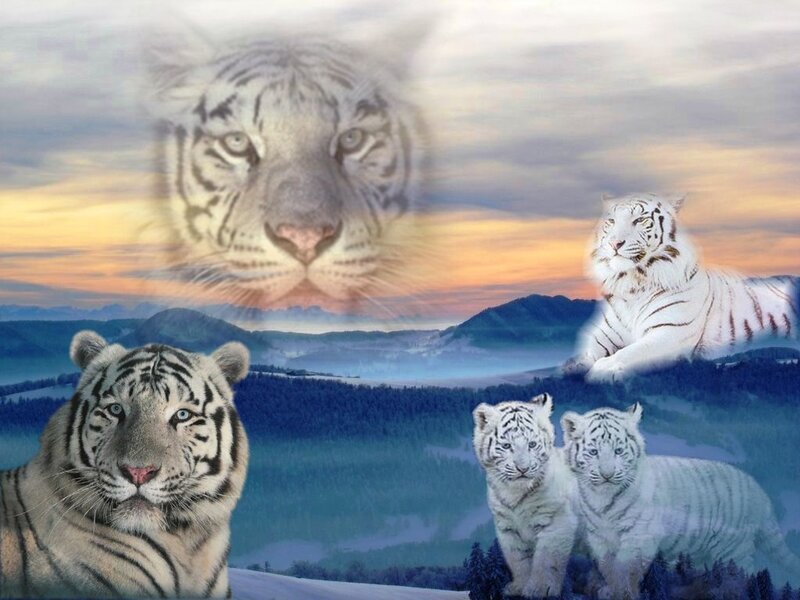 White Tigers in Winter