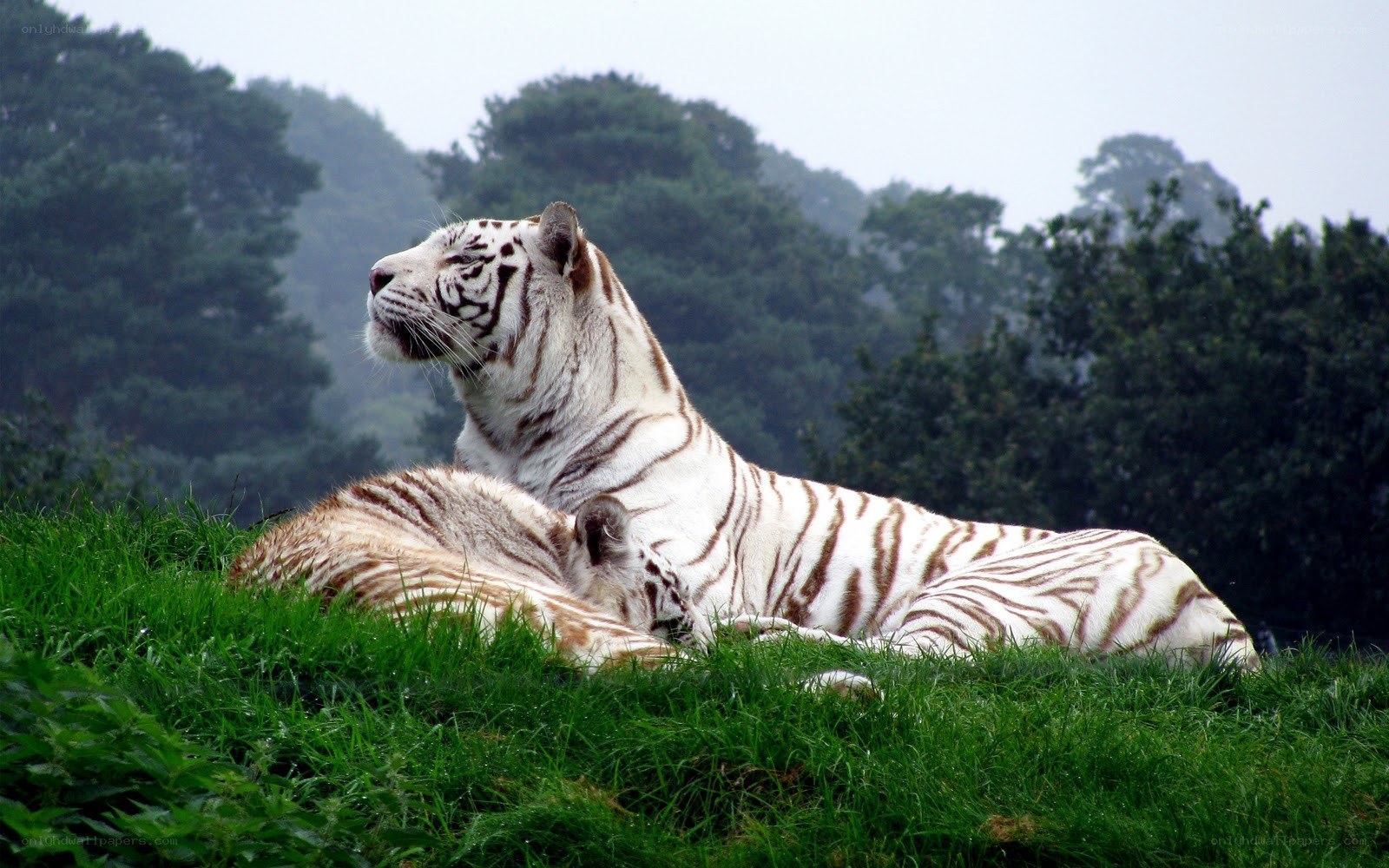 White tigers resting on grass