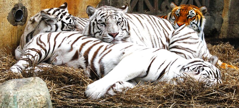 White tigers resting together