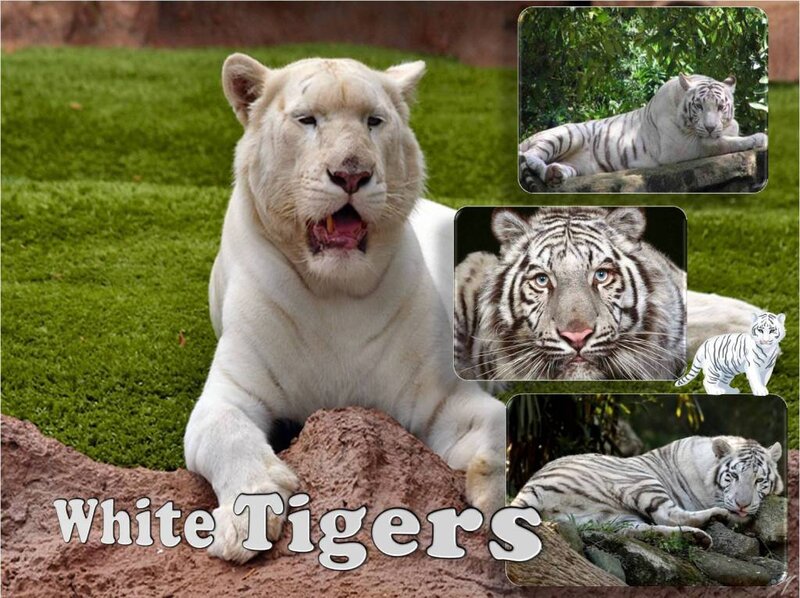 White Tigers