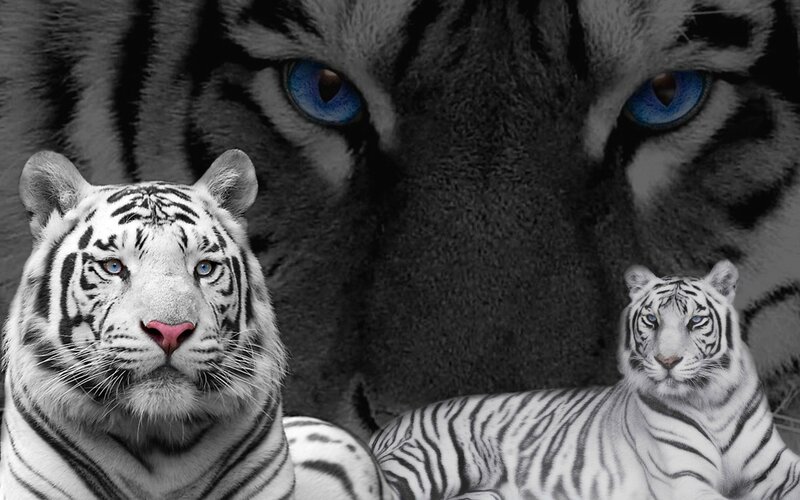 white tigers with blue eyes