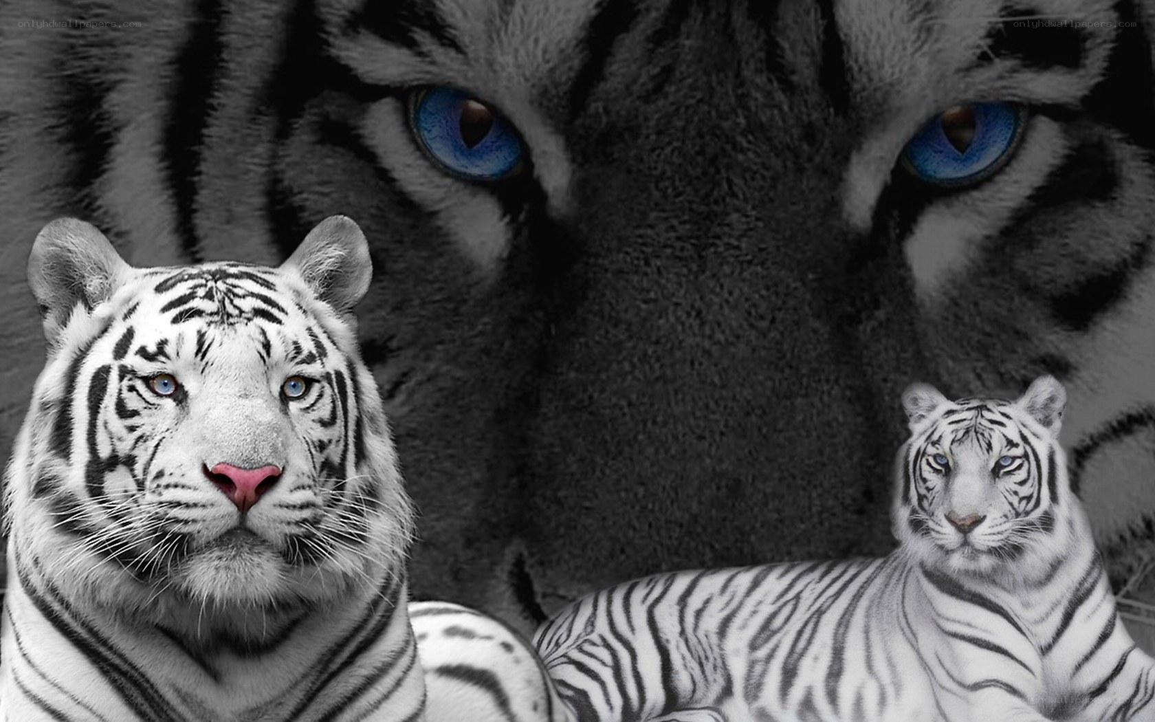 white tigers with blue eyes