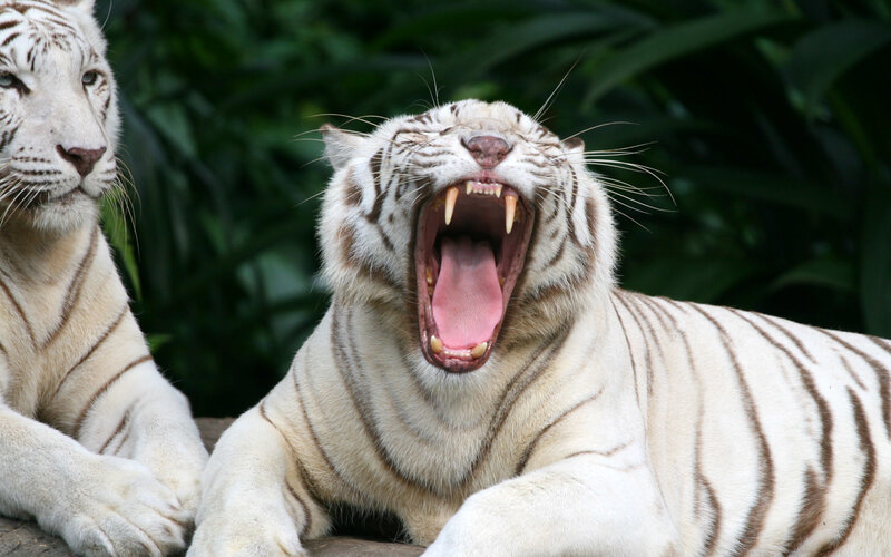 White Tigers Yawning