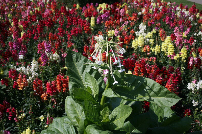 White Tobacco Flower