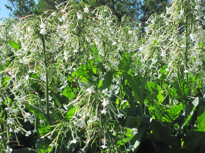 White Tobacco Flowers
