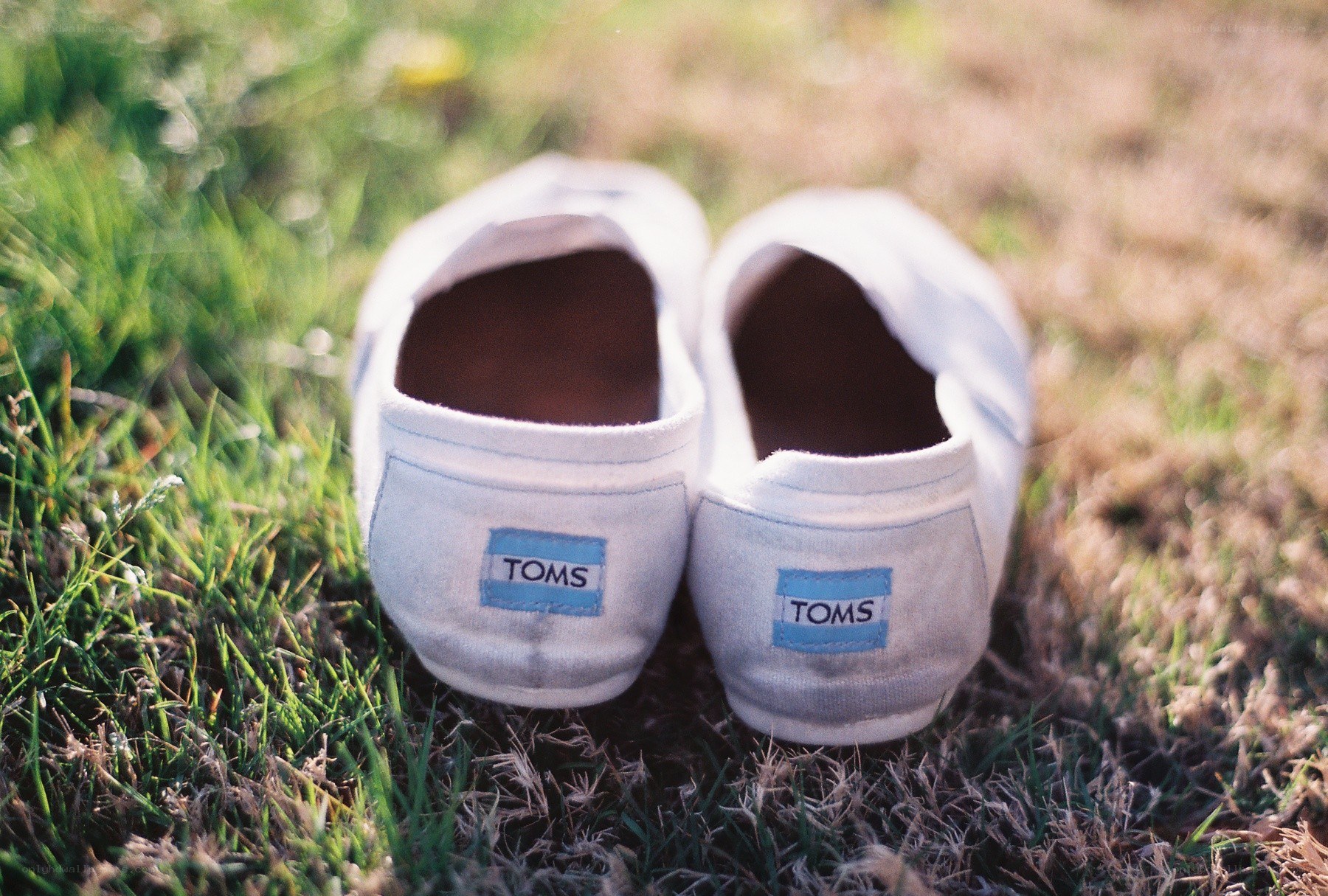 white toms shoes on grass