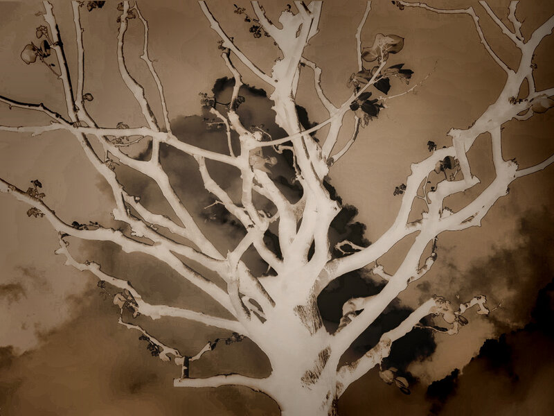 white tree against brown sky