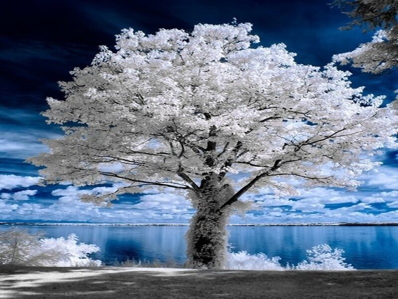 White Tree by Lake