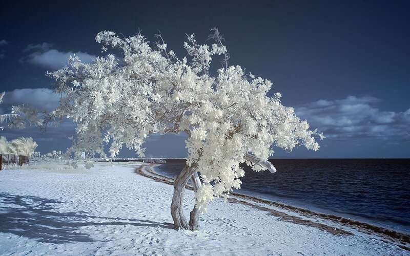 White Tree on Beach — Dramatic