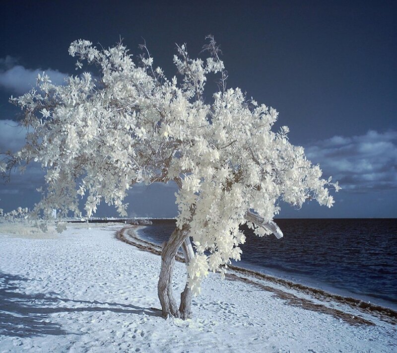 White Tree on Beach