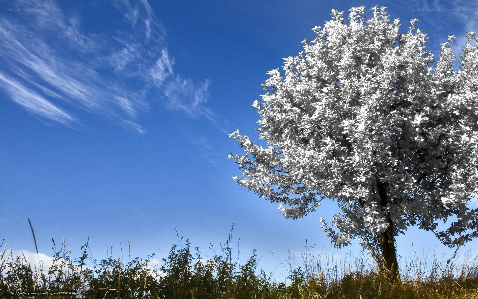 White tree under blue sky