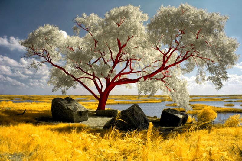 White Tree with Red Branches