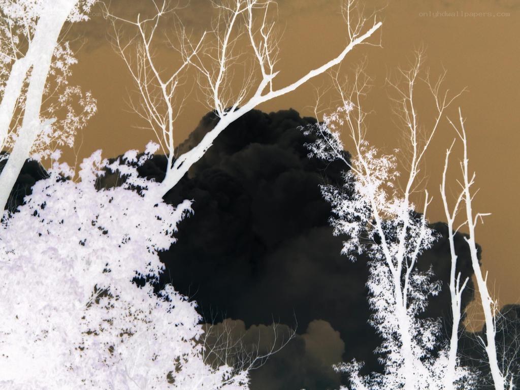 White trees against dark smoke
