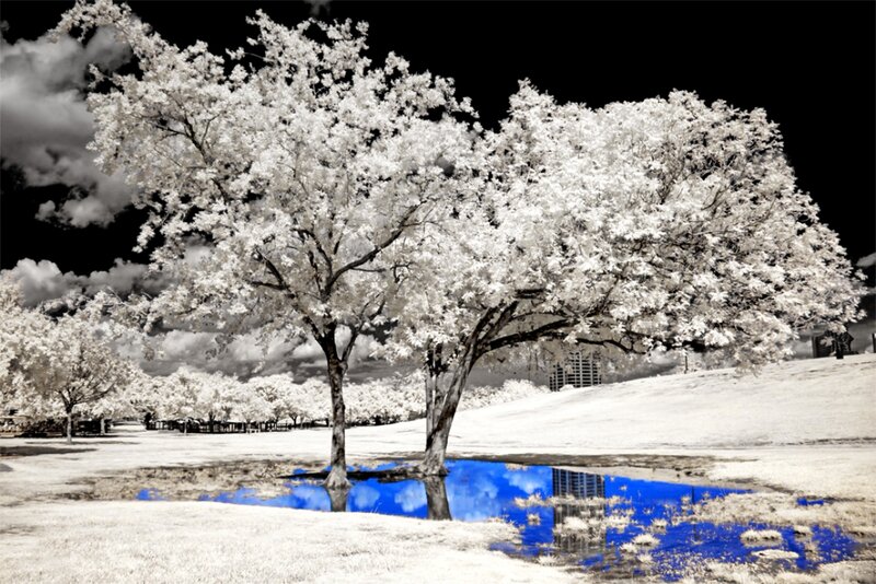White Trees in Park — Dramatic