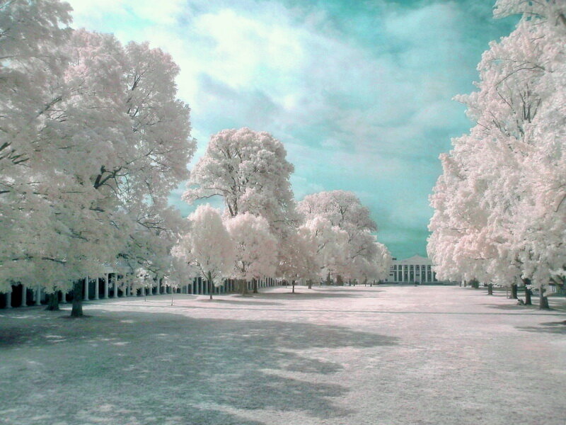 White Trees in Park