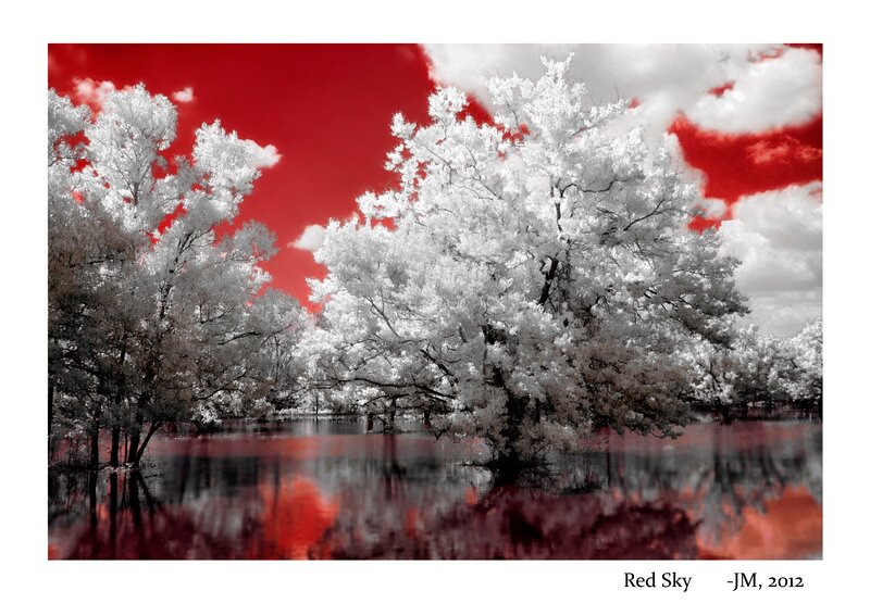 White Trees in Red Sky