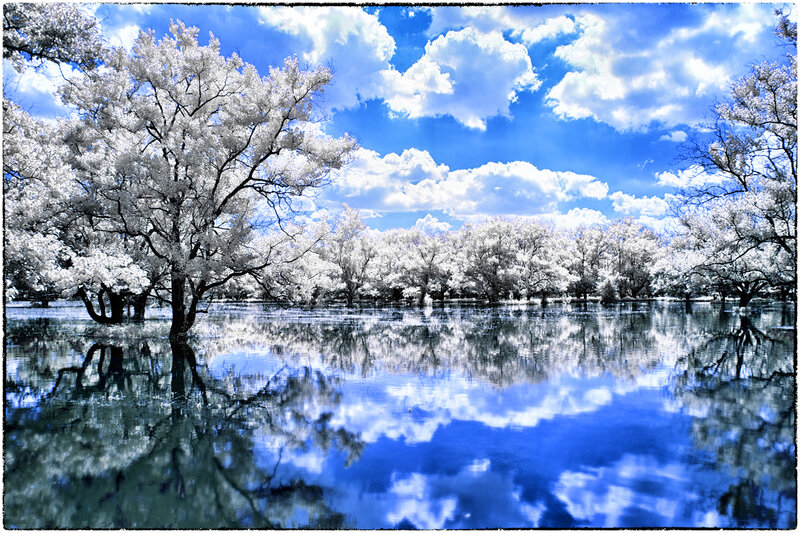 White Trees in Water