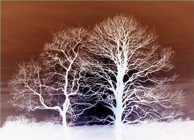 White trees in winter landscape