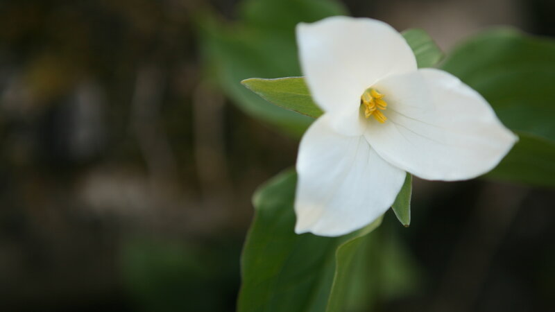 white trillium flower
