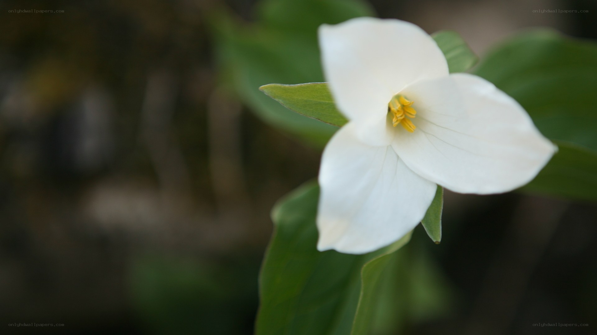 white trillium flower
