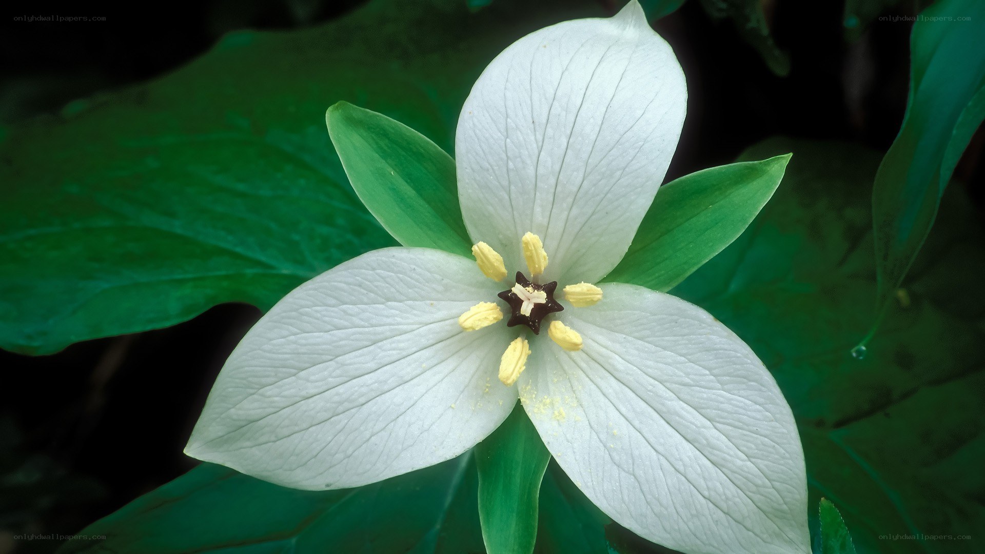 white trillium flower