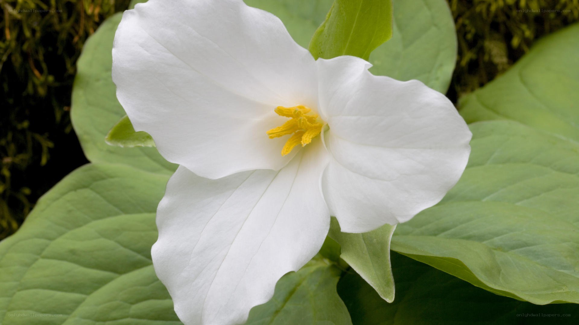 white trillium flower
