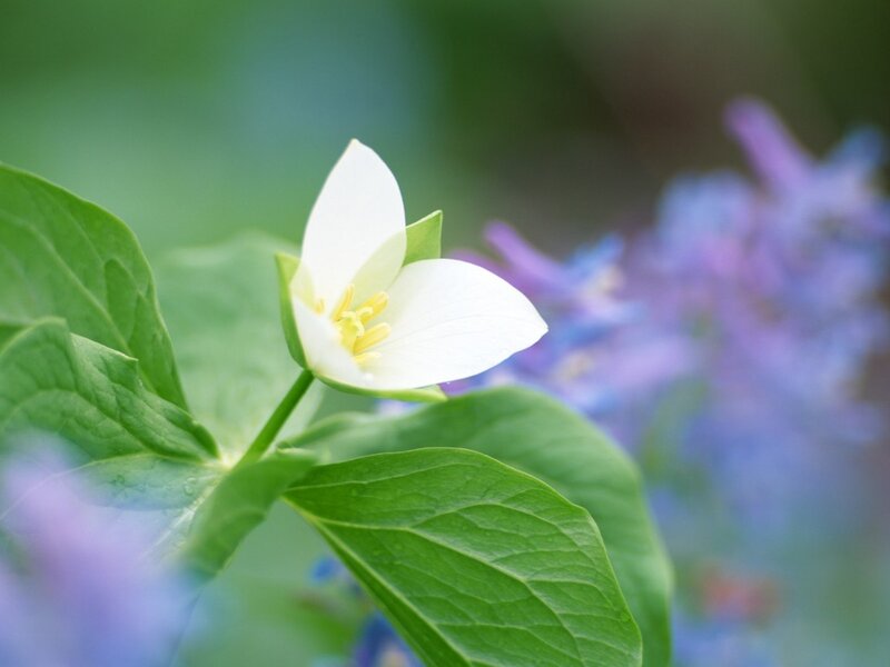 white trillium flower