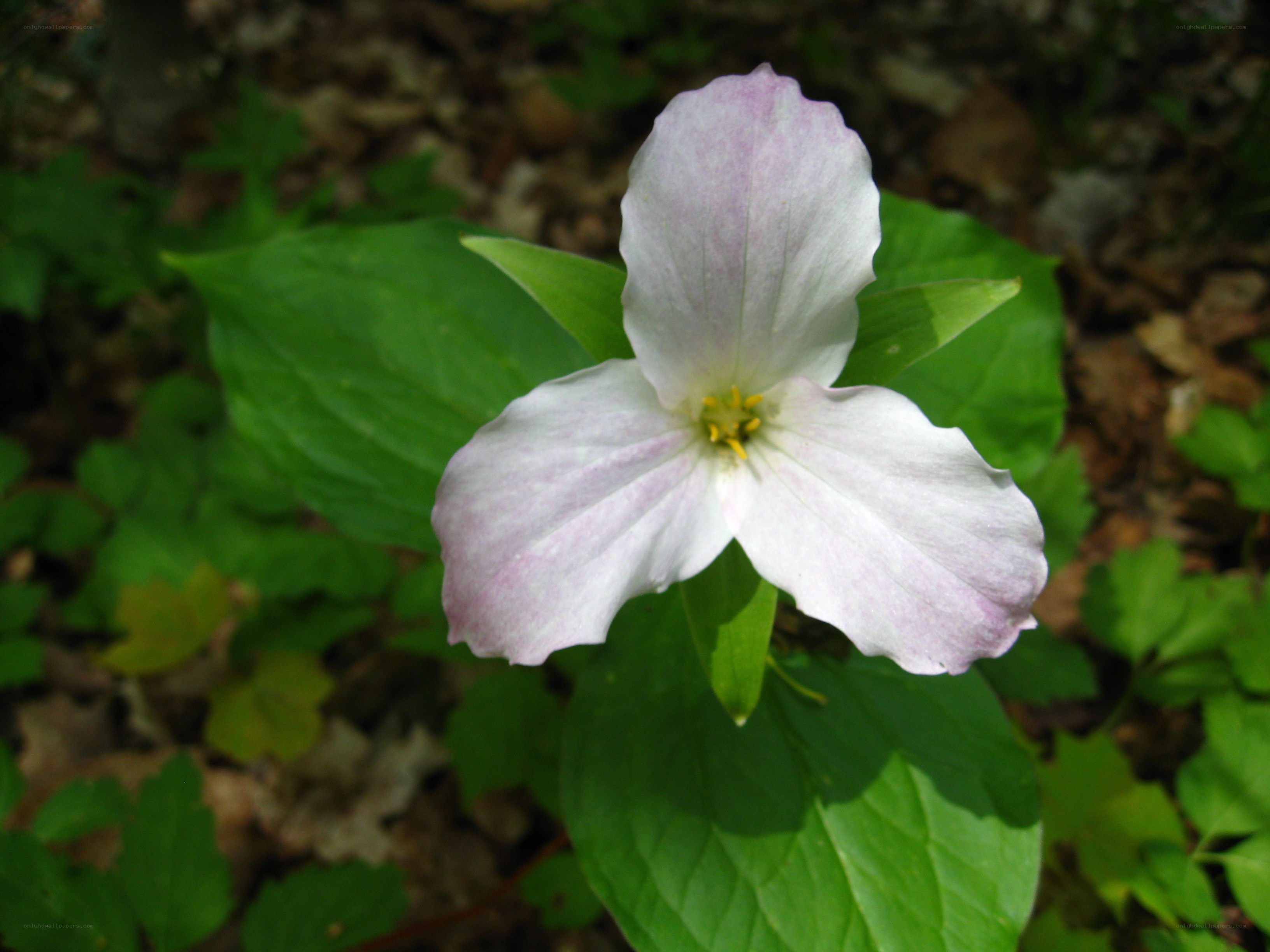 white trillium flower