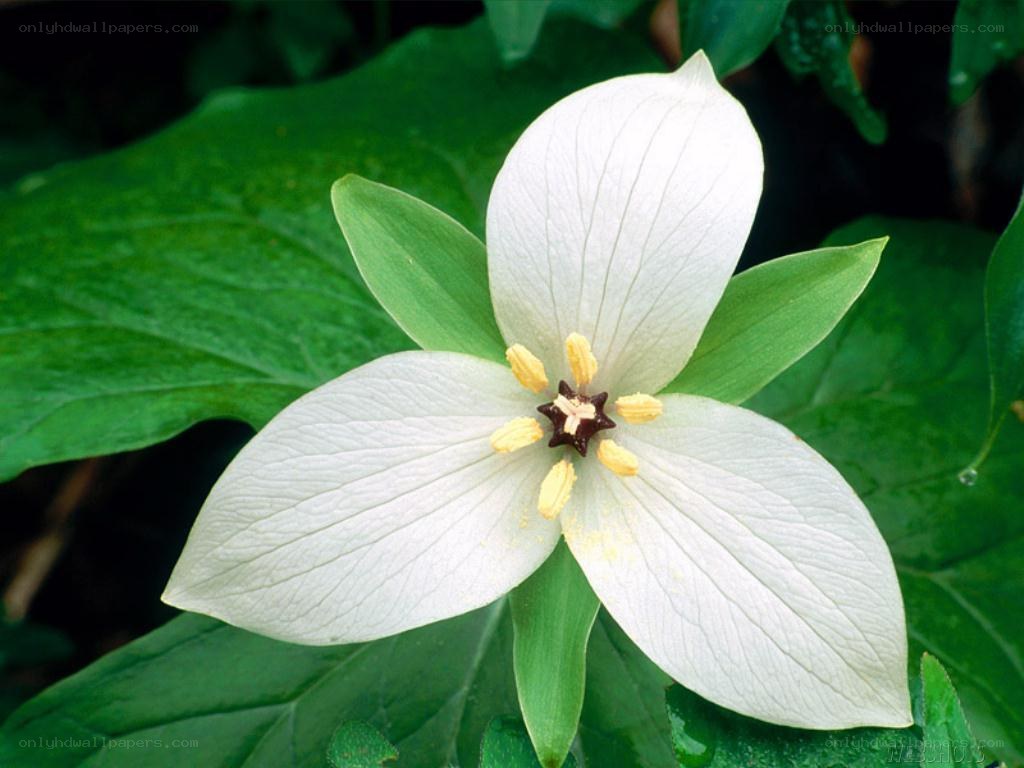 white trillium flower
