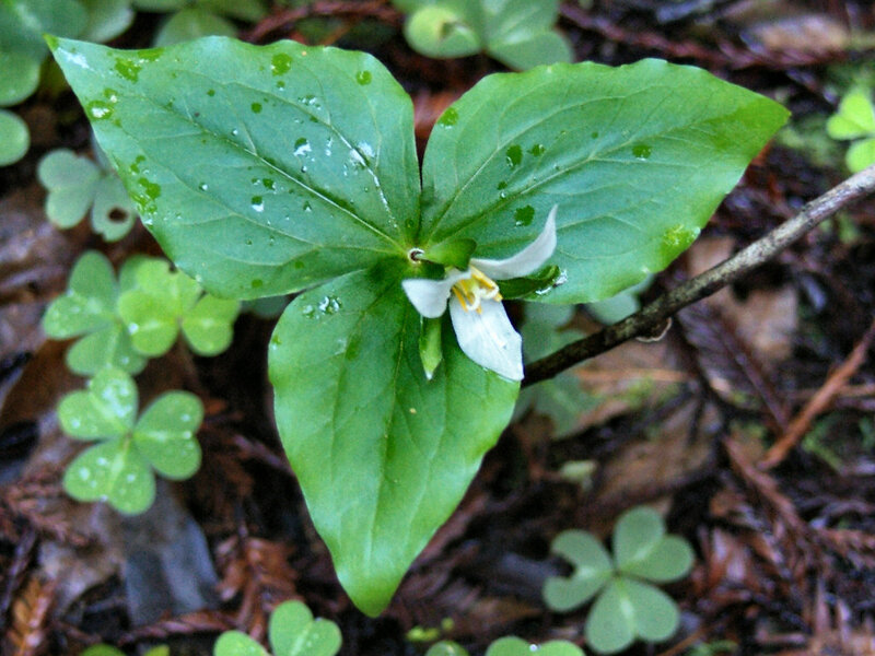 White Trillium Flower — Green, Natural
