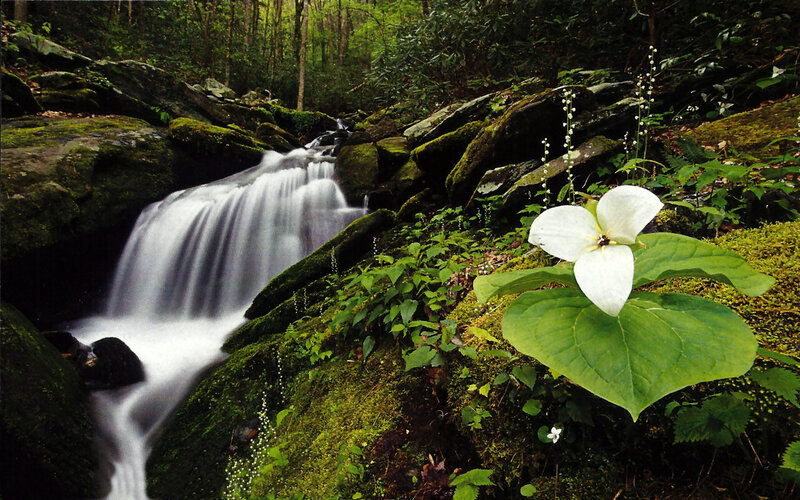 White Trillium Flower — Green, Serene