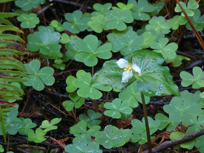White Trillium Flower — Green