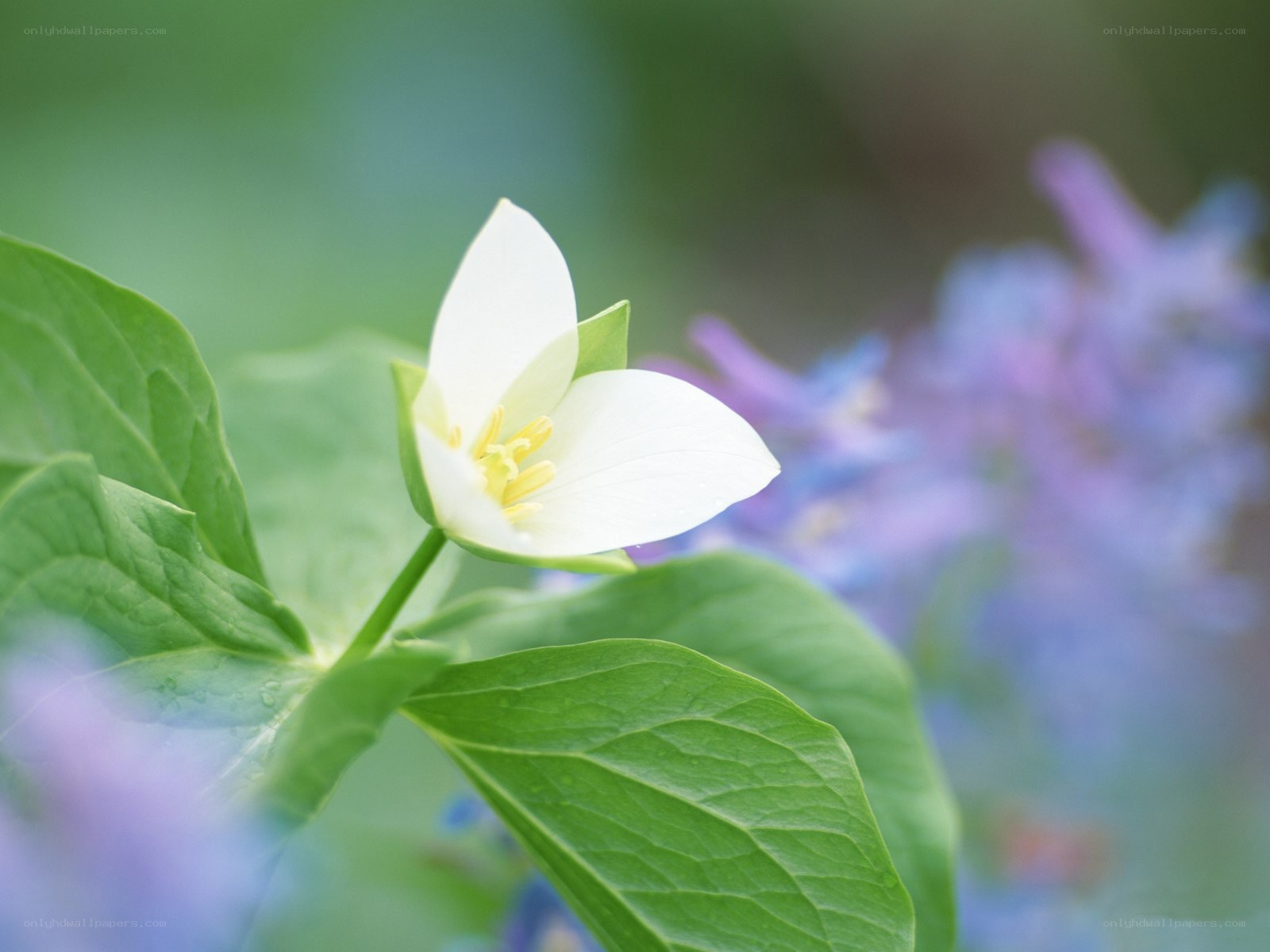 White trillium flower in bloom