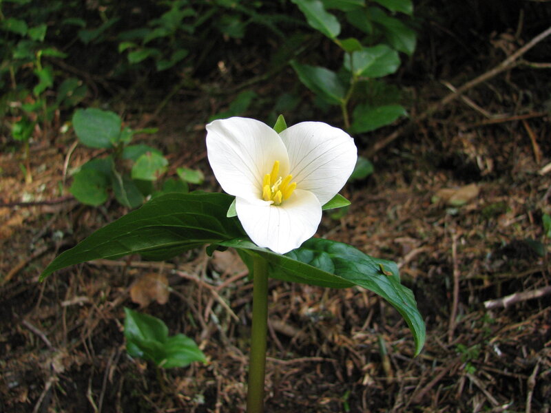 white trillium flower in forest