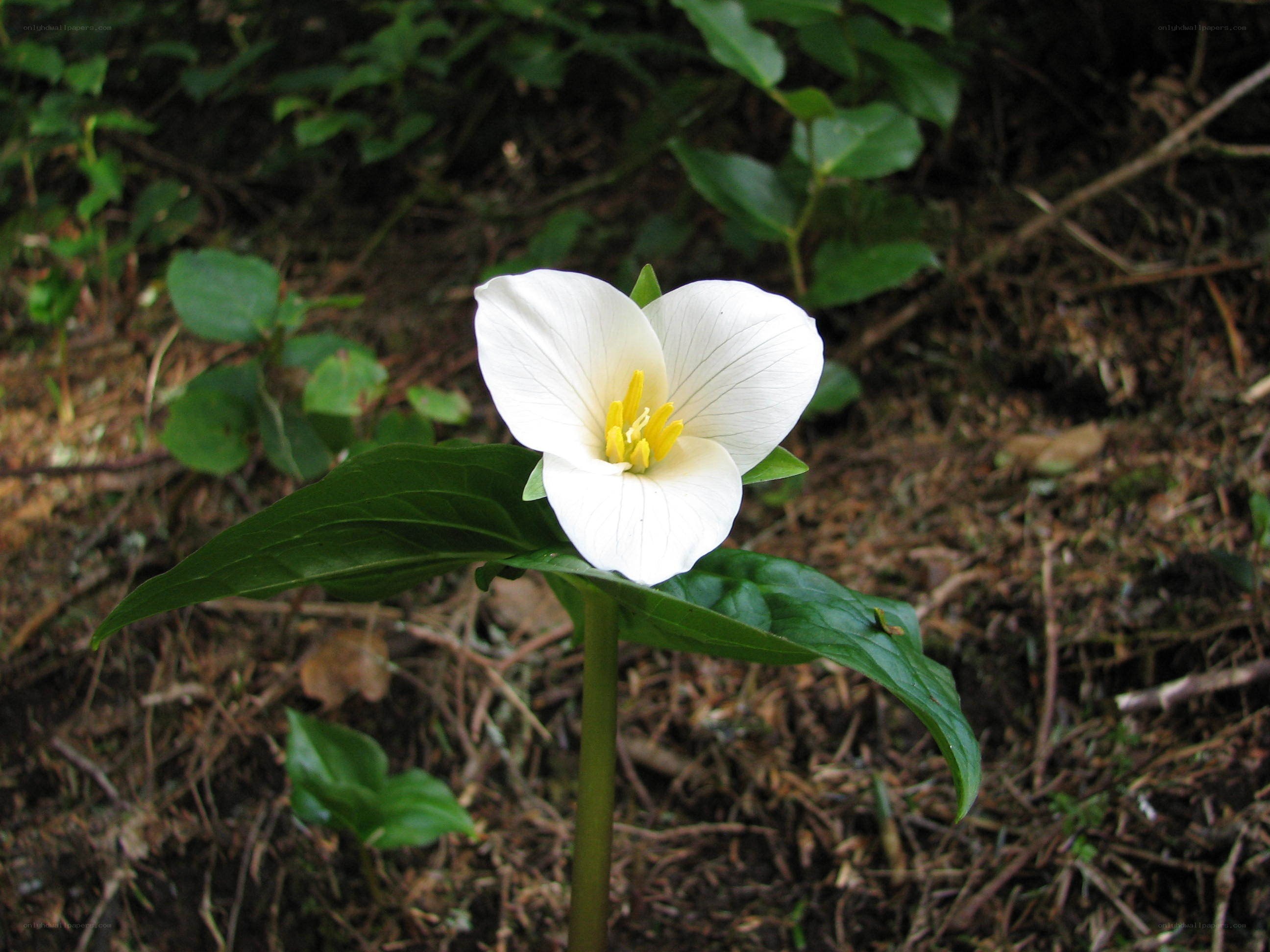 white trillium flower in forest