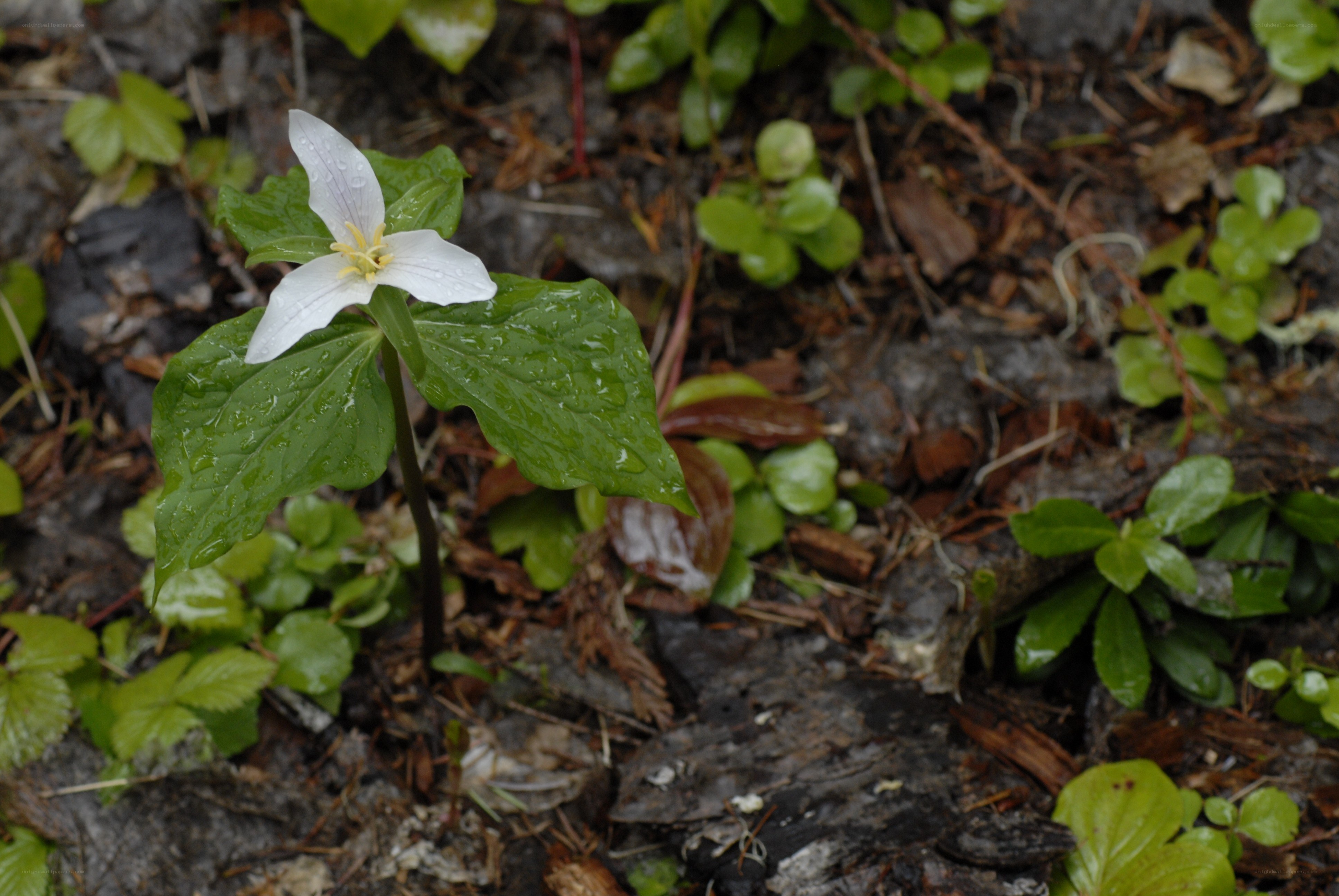 white trillium flower in forest