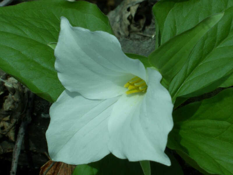 White Trillium Flower — Natural