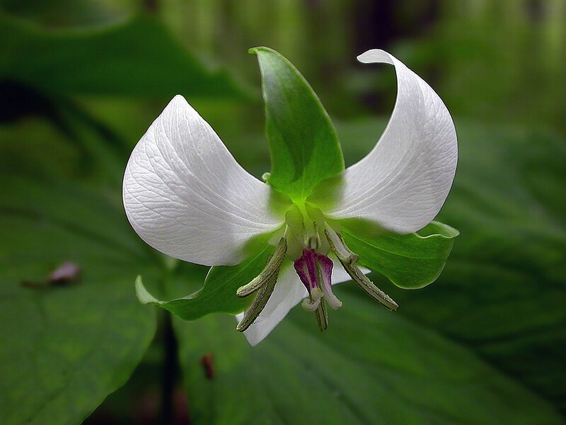 White Trillium Flower — Serene, Photograph