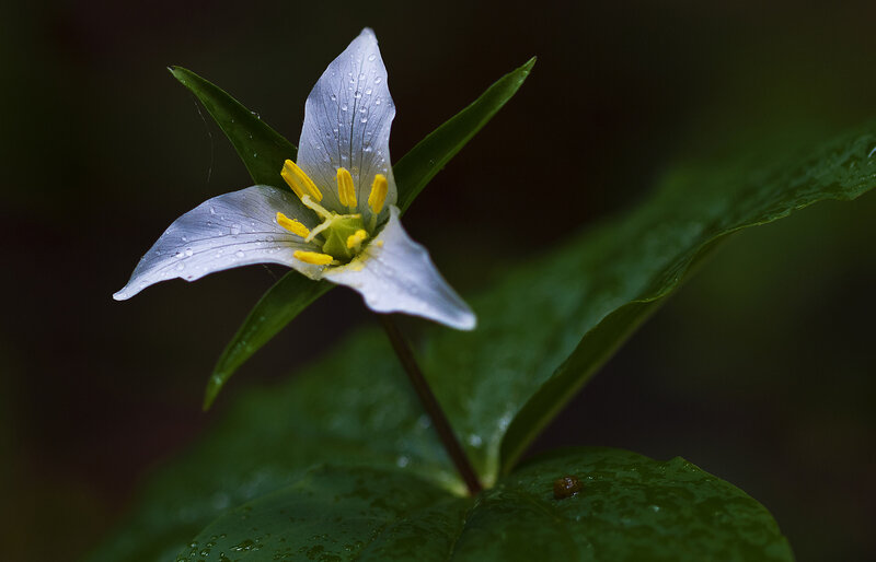 White Trillium Flower — Serene, Spring, Photograph