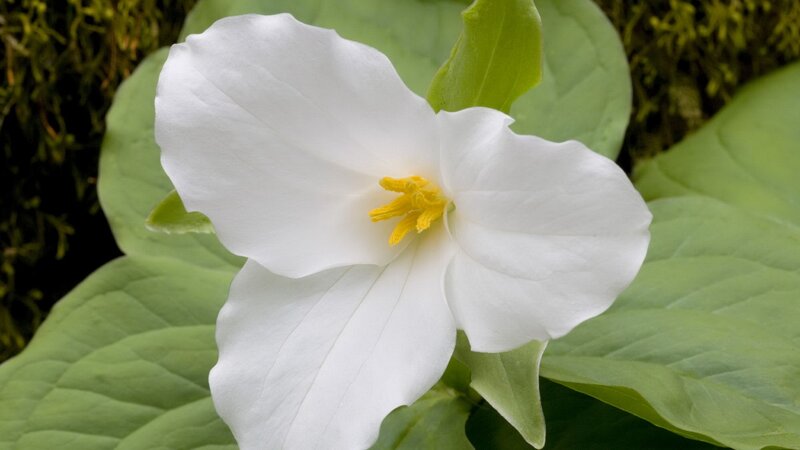 White Trillium Flower — Serene, Spring, Photograph, Yellow Center, Green Leaves