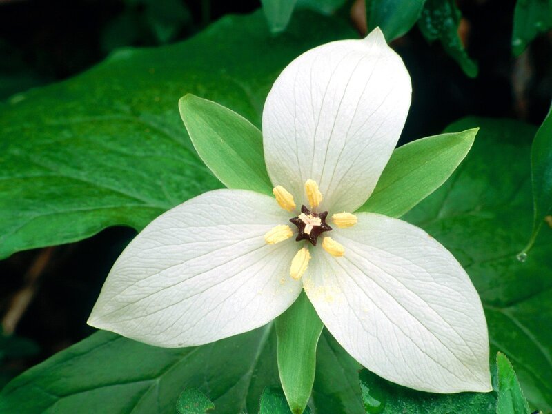 White Trillium Flower — Serene, Spring