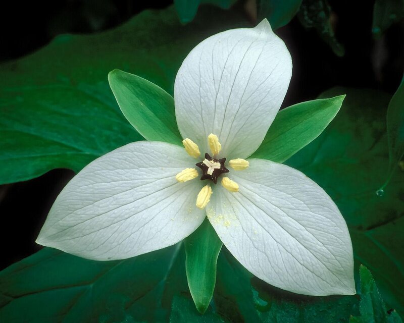 White Trillium Flower — Serene