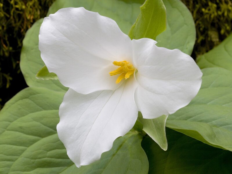 white trillium flower