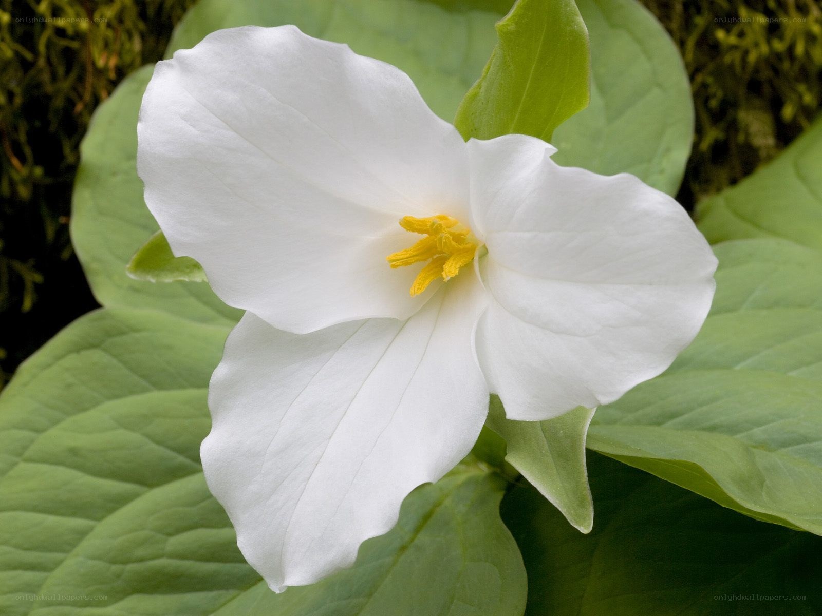 white trillium flower
